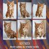 Maine coon kittens ready for the holidays 