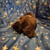 AKC Mini dachshund puppies