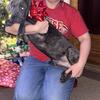 Italian Mastiff Pups Available (Cane Corso)