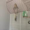 Baby cockatiel for sale