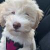 12 week old Maltipoo