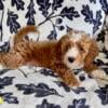 Mini poodle pup for sale