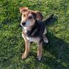 German Shepherd Mix Puppy