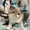 Exotic Shorthair kittens and chihuahuas