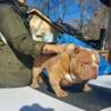 Bully female Available 936-661-4545