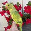 2024 Indian Ringneck