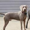 Male weimaraner 