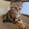 Beautiful Scottish fold folded ears girl for sale