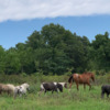 MINIATURE and POA Horse herd for sale in Missouri