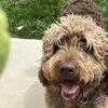 Labradoodle