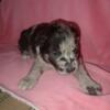 Puppies for sale. Sebewaing, Michigan. Australian shepherd/ pit bull mix.