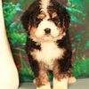 Bernedoodle puppies - Tri colors  Www.fennelkennels.com