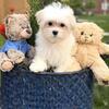 Leona’s Maltese Benji