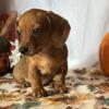 RTG! Registered Miniature Dachshund (Mary)