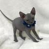 Blue Male Sphynx Kitten