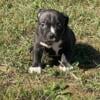 American bully pup for sale