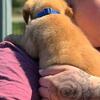 AKC RED  MR PEANUT !! 🥜🥜🥜