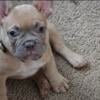 French Bulldog Puppy