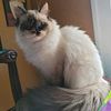 ragdolls Tica registered