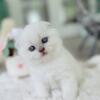 TICA registered male Scottish Fold kitten