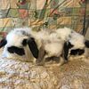 American Fuzzy Lops Available