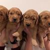 AKC Golden Retrievers - Male and Females available