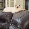 Sweetest Ragdoll Cat