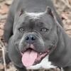 4 Year Old American Bully Female
