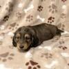 AKC Miniature Dachshunds