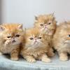 Persian kittens 
