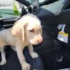 Akc Labrador retriever puppies