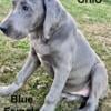 AKC Great Dane puppies