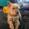 Purebred Yorkie for STUD SERVICE!