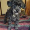 Blue toy poodle stud