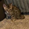 Bengal kittens for sale