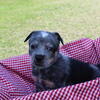 Australian Cattle Dog Puppies