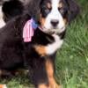 Australian Mountain Dogs Bernese x Aussie Pups in  New Jersey