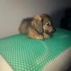 AKC shaded cream dachshund puppy 8 weeks