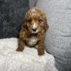Cavapoo female 