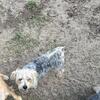 Yorkie ready for new home