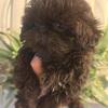 Female ShihTzu