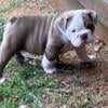 English Bulldog Puppy Available 9/24