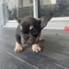 Frenchies Males available for sale