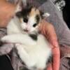 Kittens ( rehoming fee)