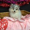 Sweet pom Female