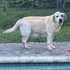 Labrador Female Adult Rehoming - AKC Champion Retired