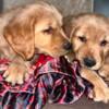 Christmas Golden Retriever puppies