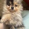 Blue Merle Female Pomeranian – blue eyes, home raised