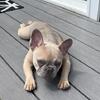 Top-Quality healthy French bulldog Puppies. 