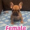 Quality Frenchie pups 800.00 pet home